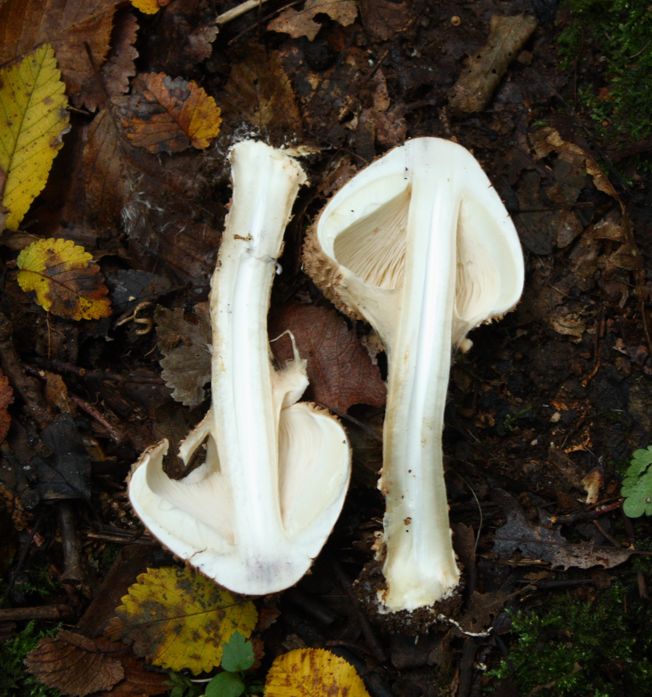 Echinoderma asperum?